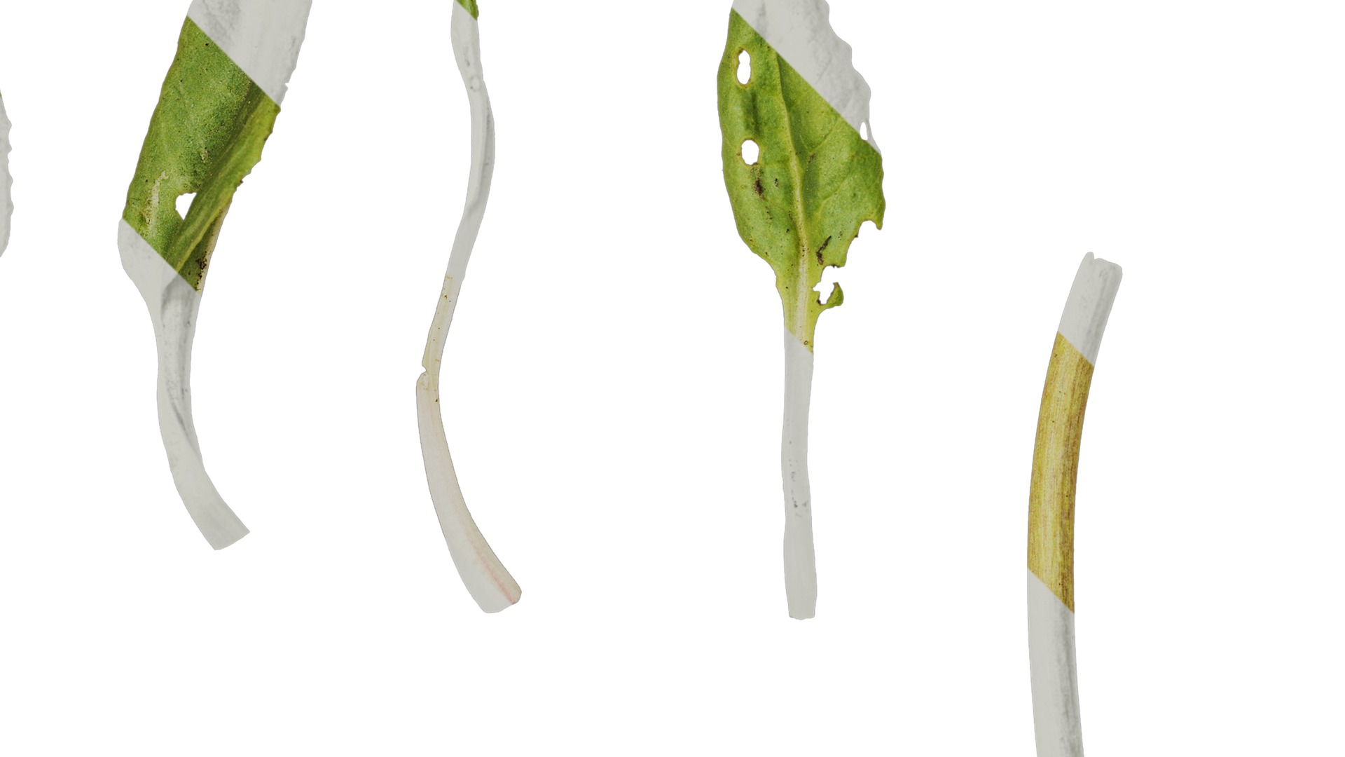 Anydrafts Aster alpinus Leaf 02 Texture_2