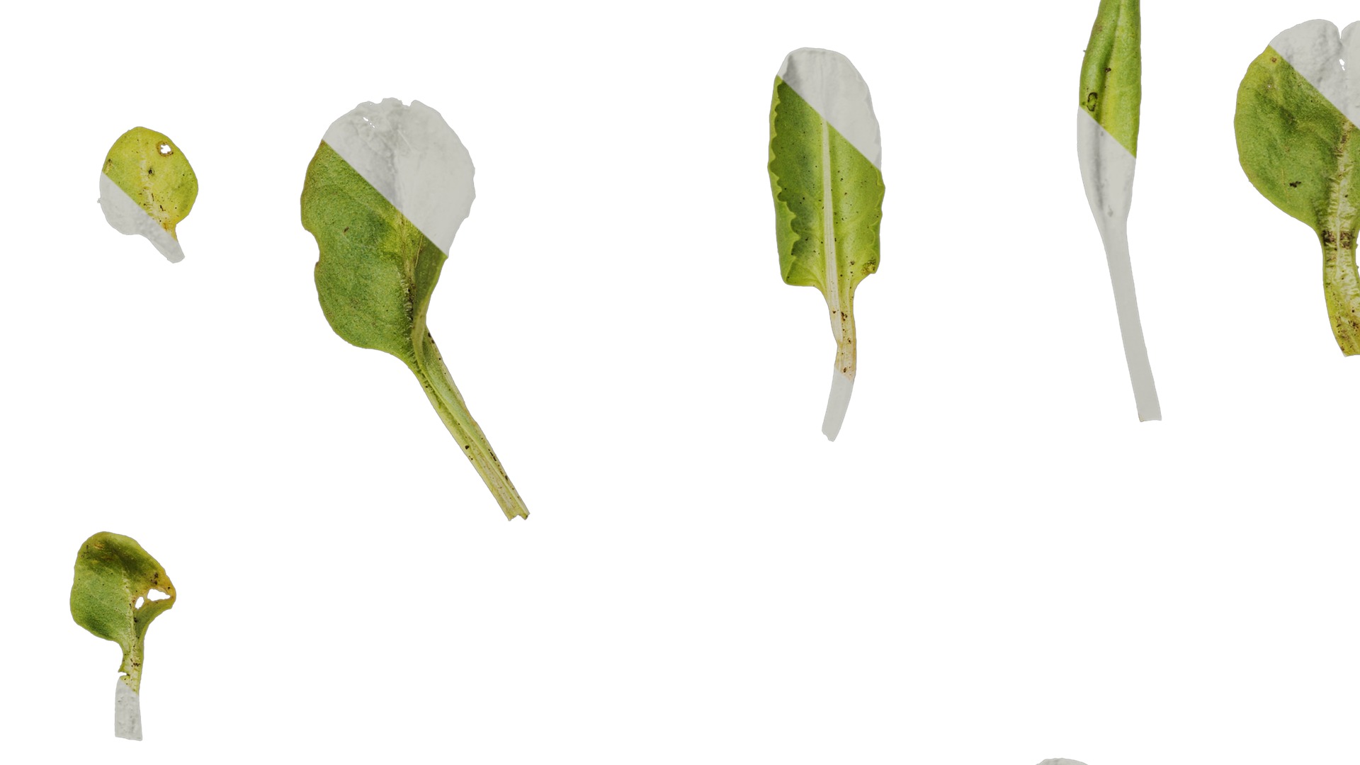 Anydrafts Aster alpinus Leaf 02 Texture_7