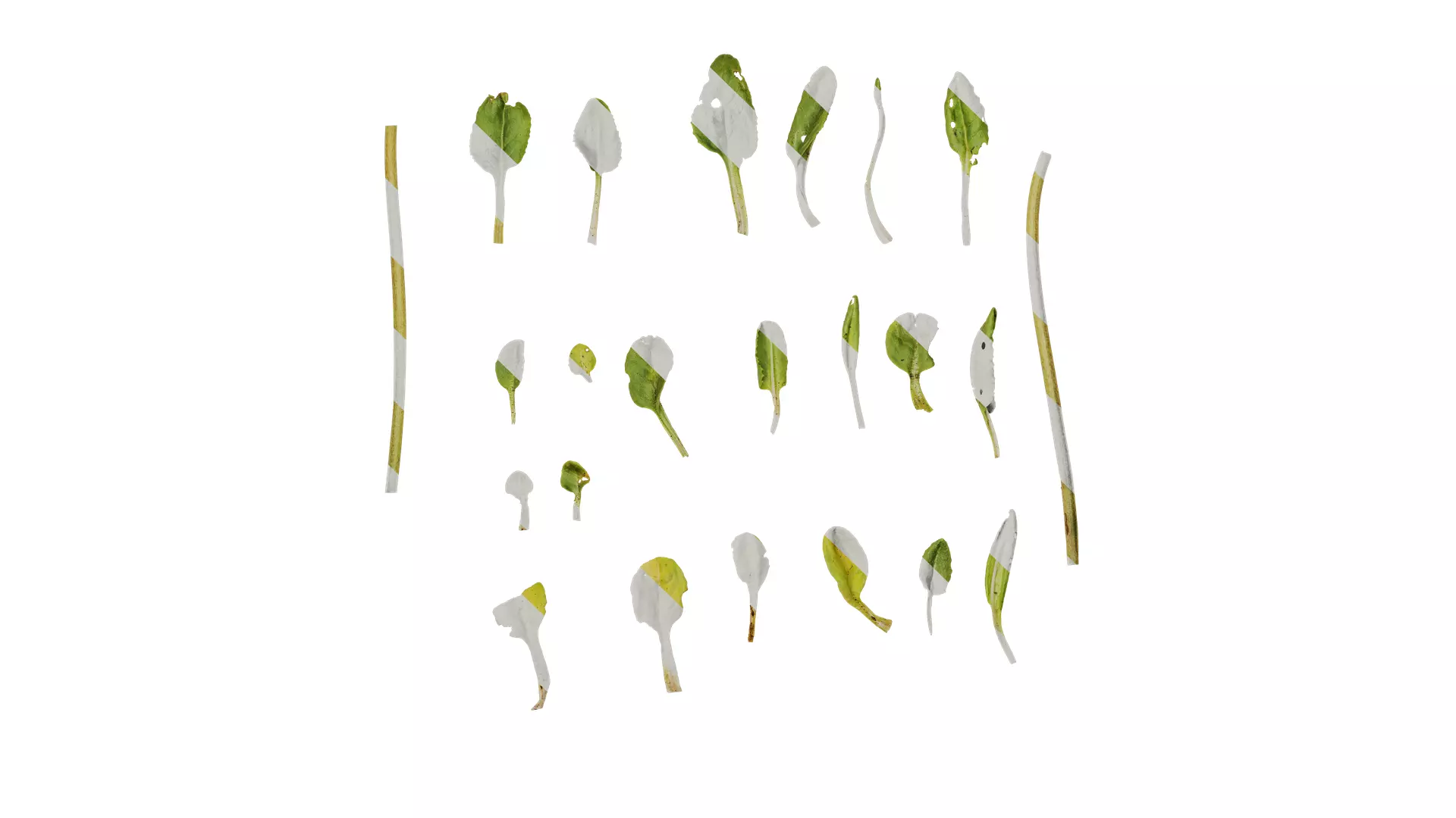 Anydrafts Aster alpinus Leaf 02 Texture_0