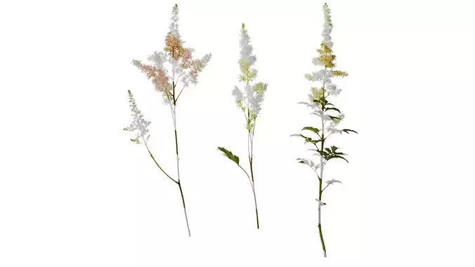 Anydrafts Astilbe chinensis Atlas 03