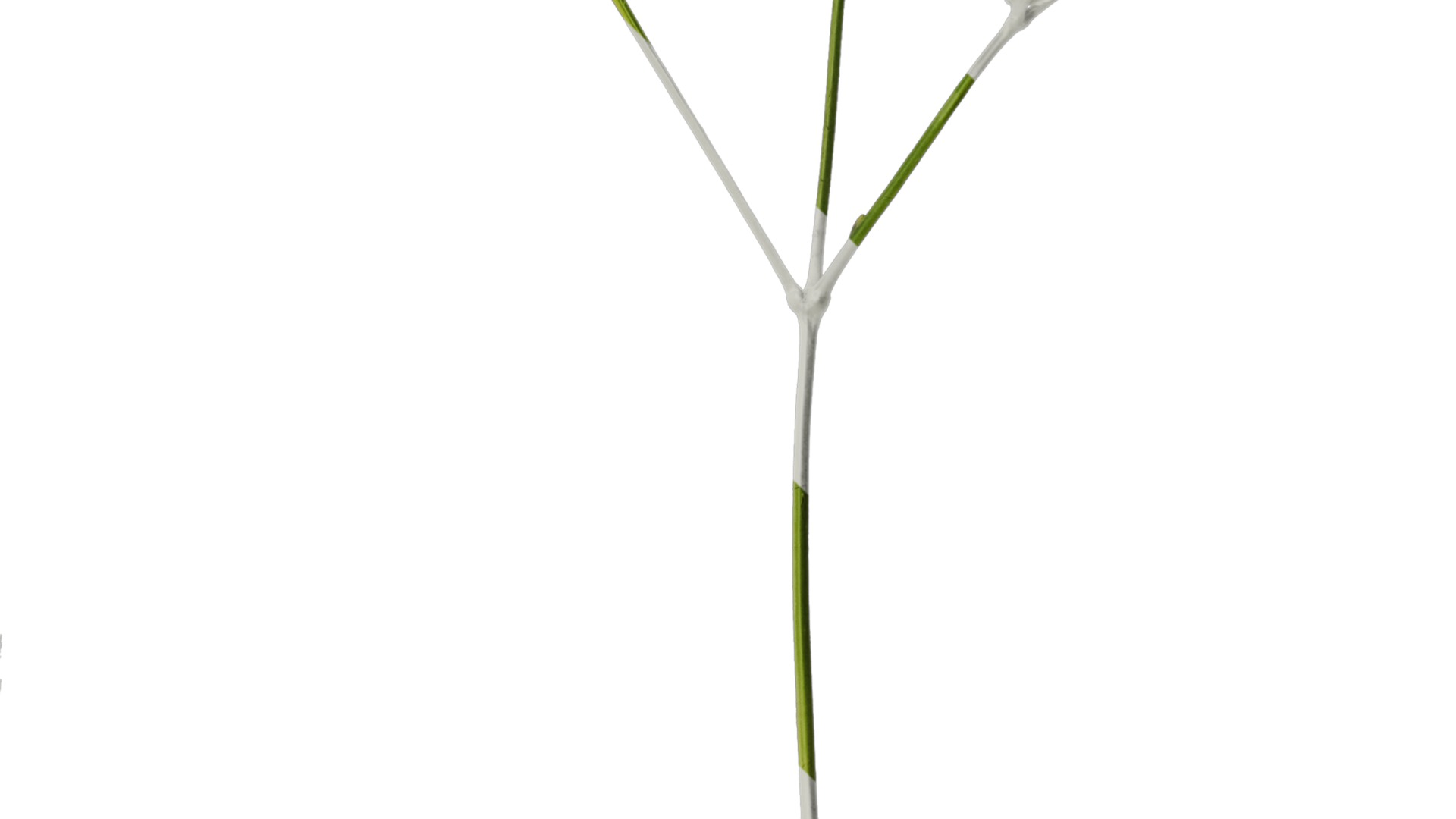 Anydrafts Astilbe chinensis Atlas 04 Texture_4