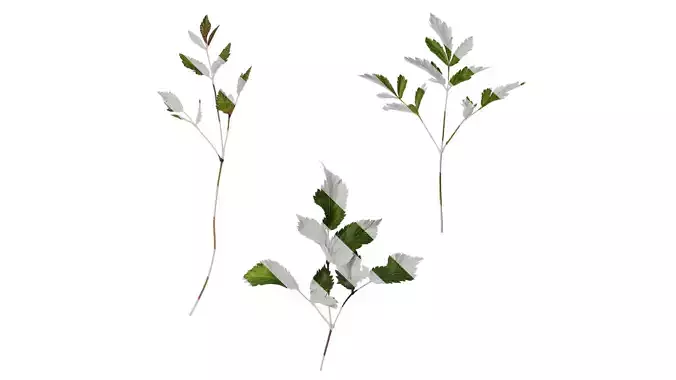 Anydrafts Astilbe chinensis Atlas 04