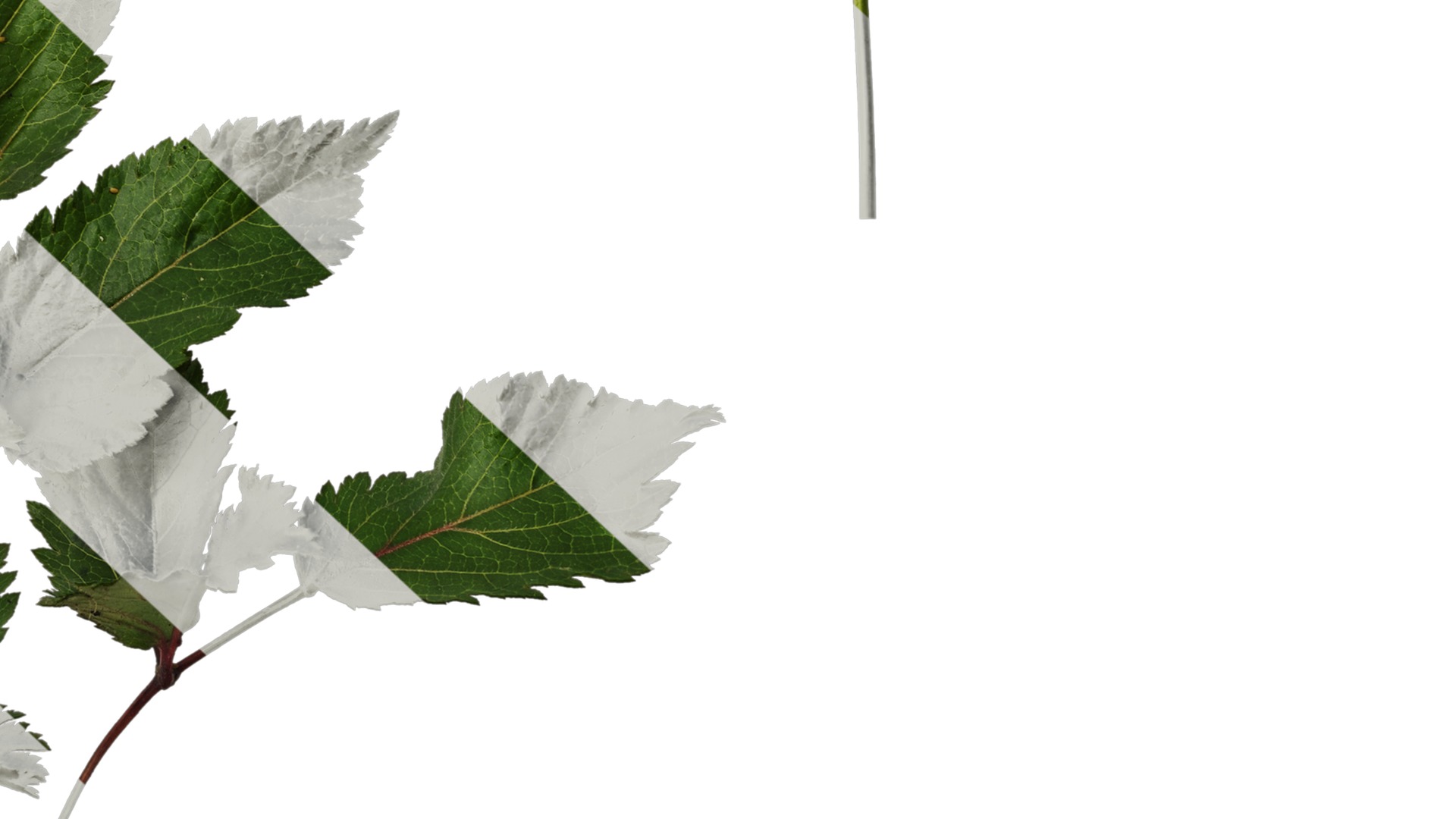 Anydrafts Astilbe chinensis Atlas 04 Texture_6