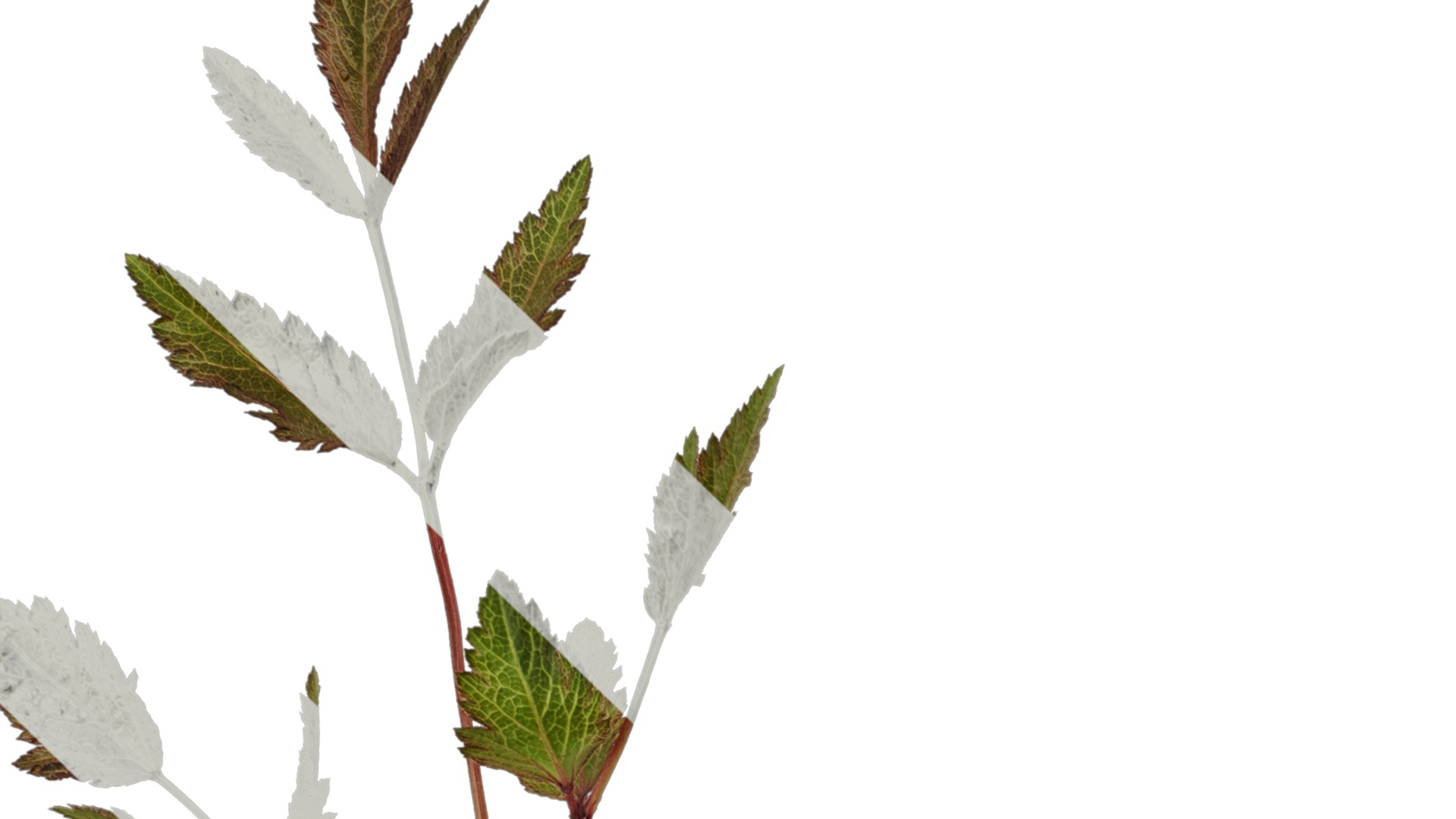 Anydrafts Astilbe chinensis Atlas 04 Texture_1