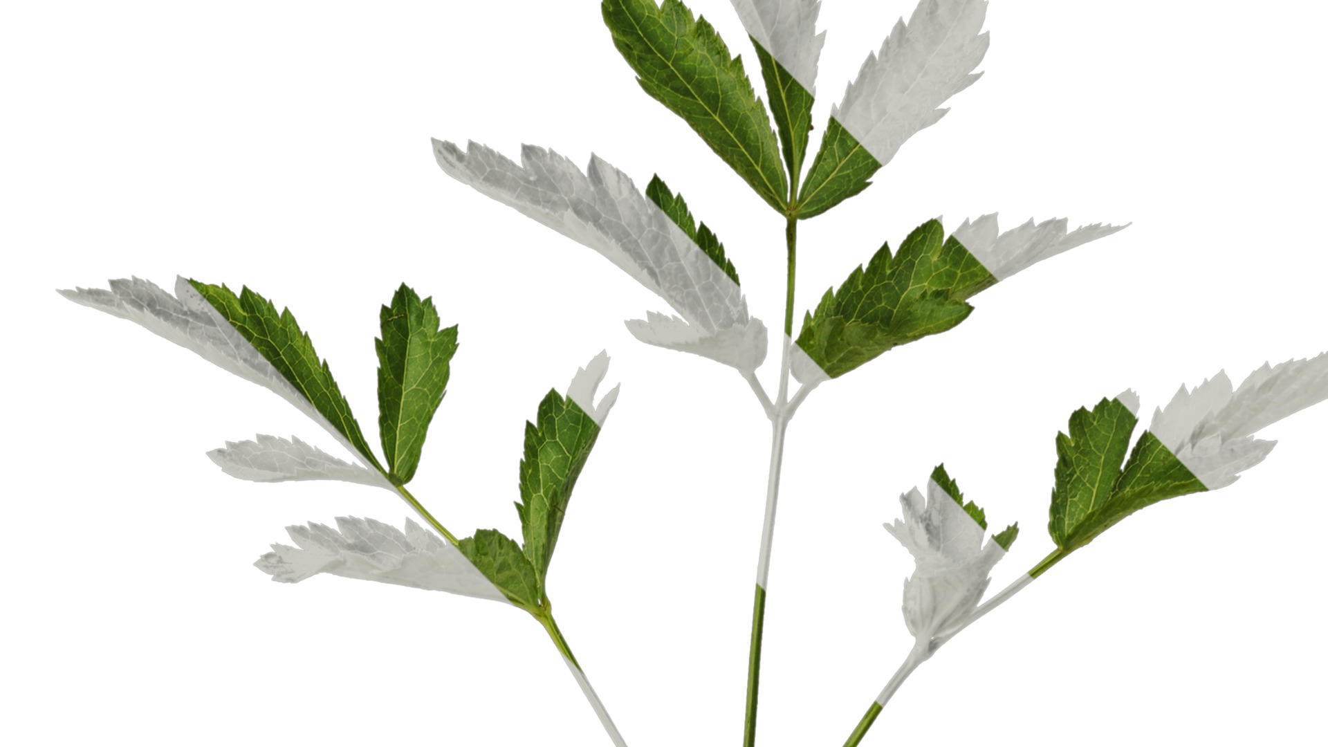 Anydrafts Astilbe chinensis Atlas 04 Texture_2