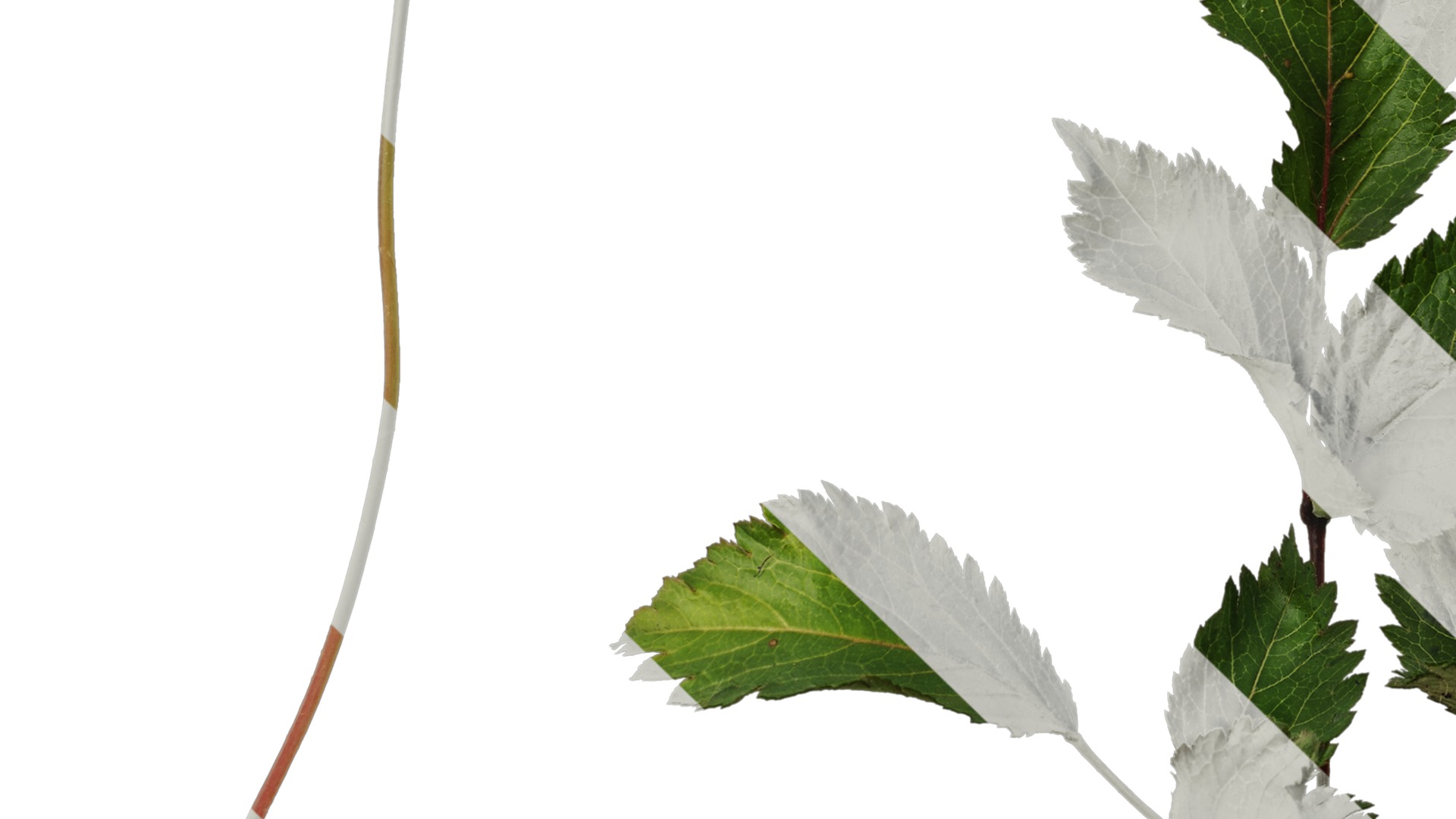 Anydrafts Astilbe chinensis Atlas 04 Texture_5