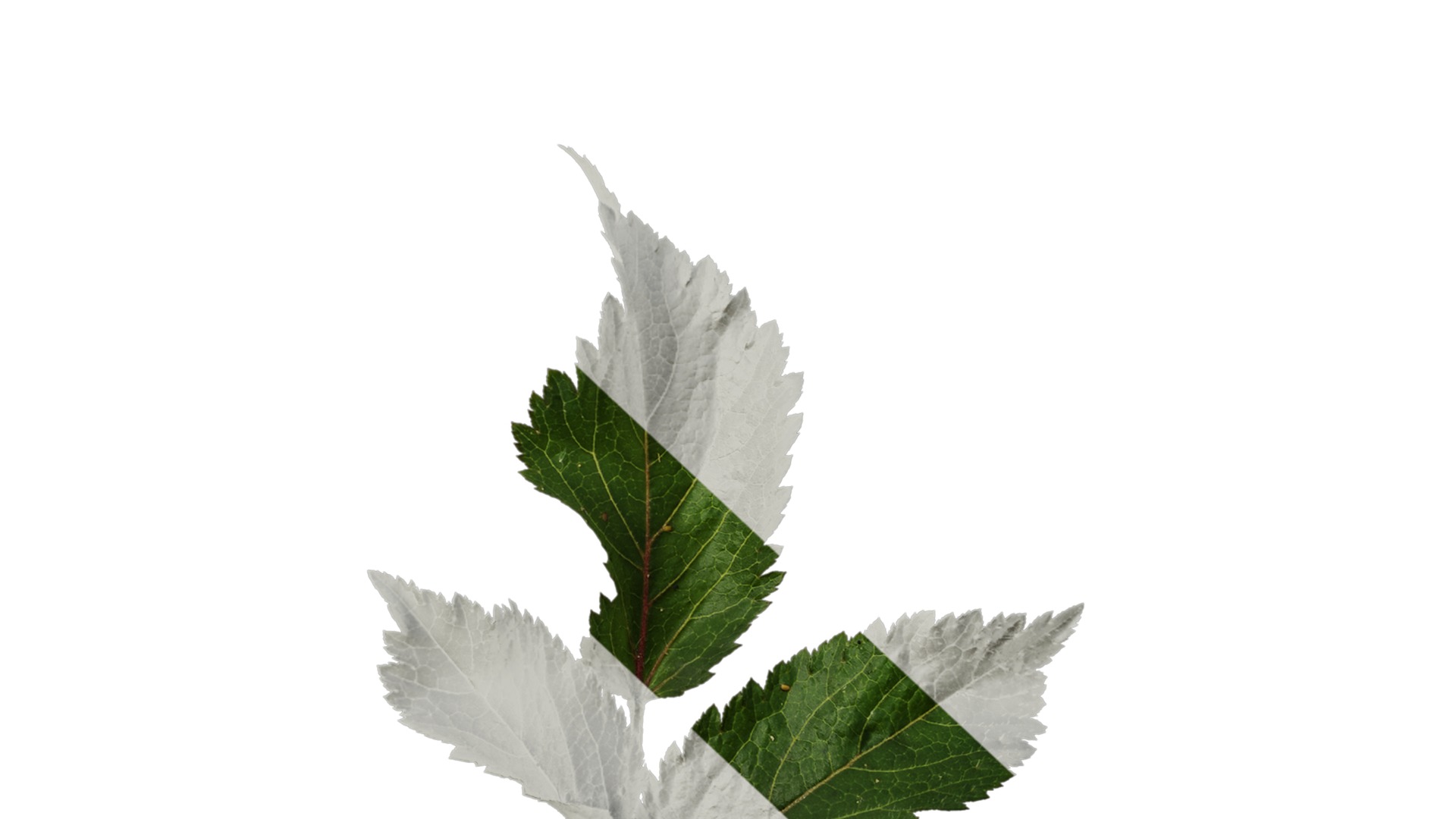 Anydrafts Astilbe chinensis Atlas 04 Texture_7