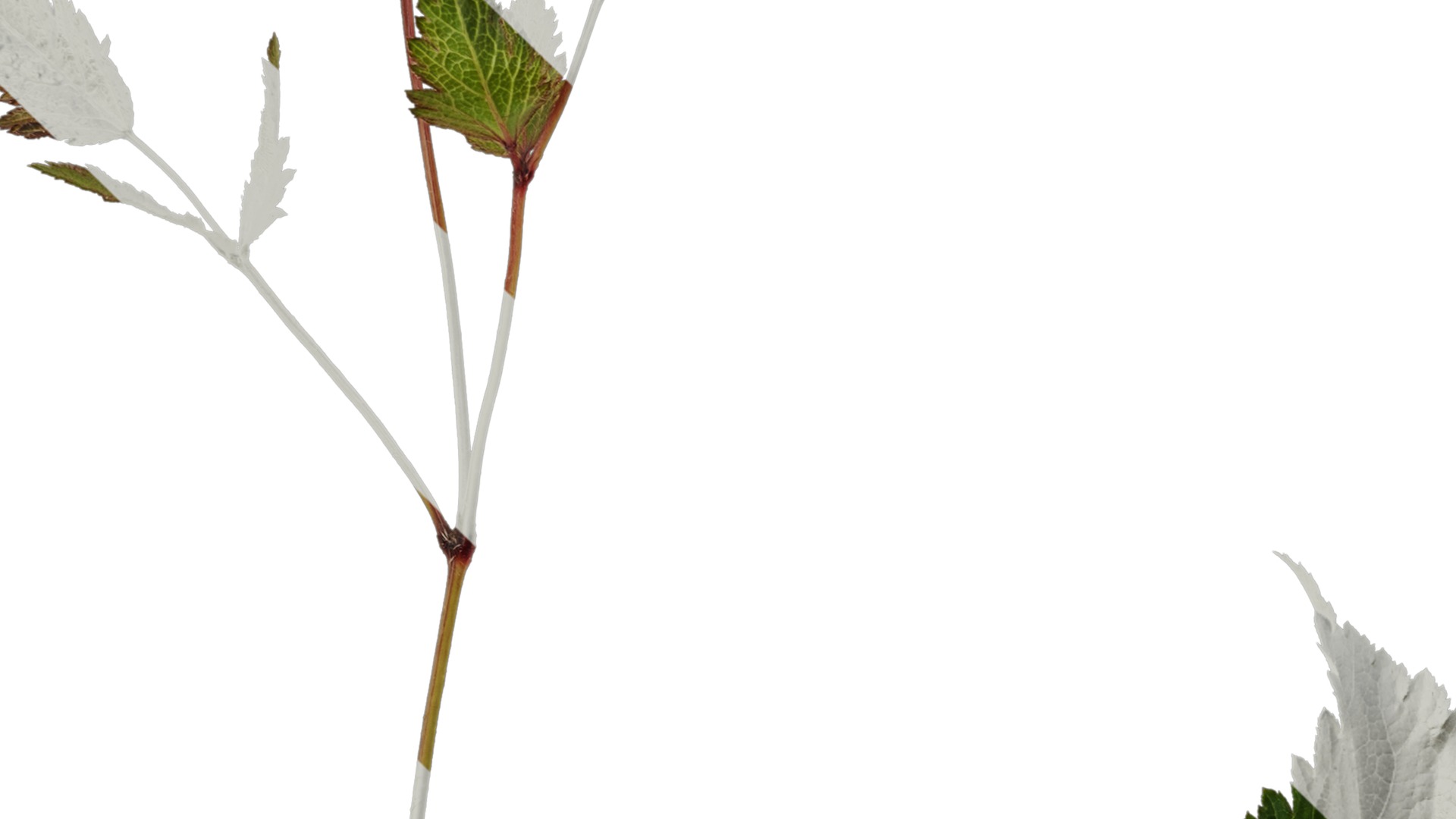 Anydrafts Astilbe chinensis Atlas 04 Texture_3