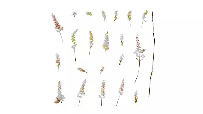 Anydrafts Astilbe chinensis Flower 03