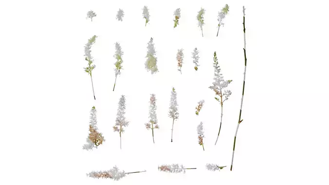 Anydrafts Astilbe chinensis Flower 04