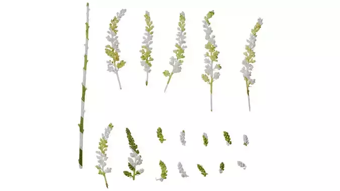 Anydrafts Astilbe chinensis Flower 06