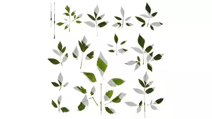 Anydrafts Astilbe chinensis Leaf 01