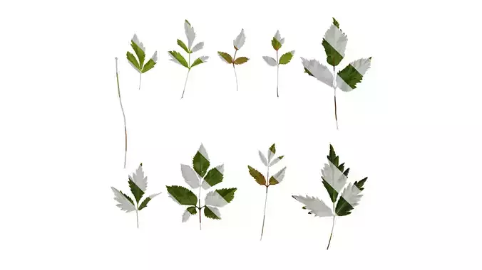 Anydrafts Astilbe chinensis Leaf 04