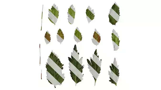 Anydrafts Astilbe chinensis Leaf 05