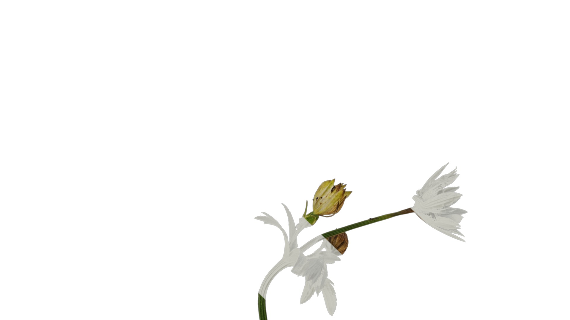 Anydrafts Astrantia major Atlas 01 Texture_1