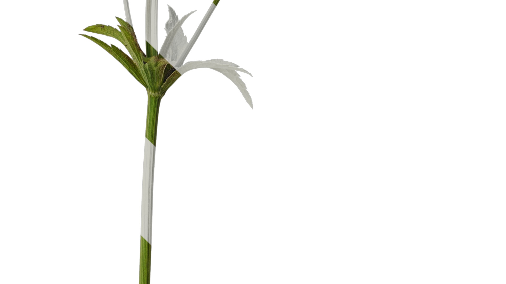 Anydrafts Astrantia major Atlas 01 Texture_4