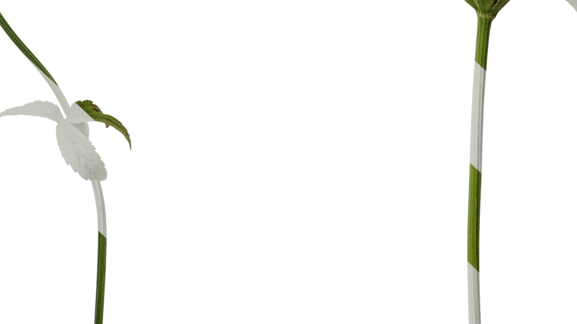 Anydrafts Astrantia major Atlas 01 Texture_7