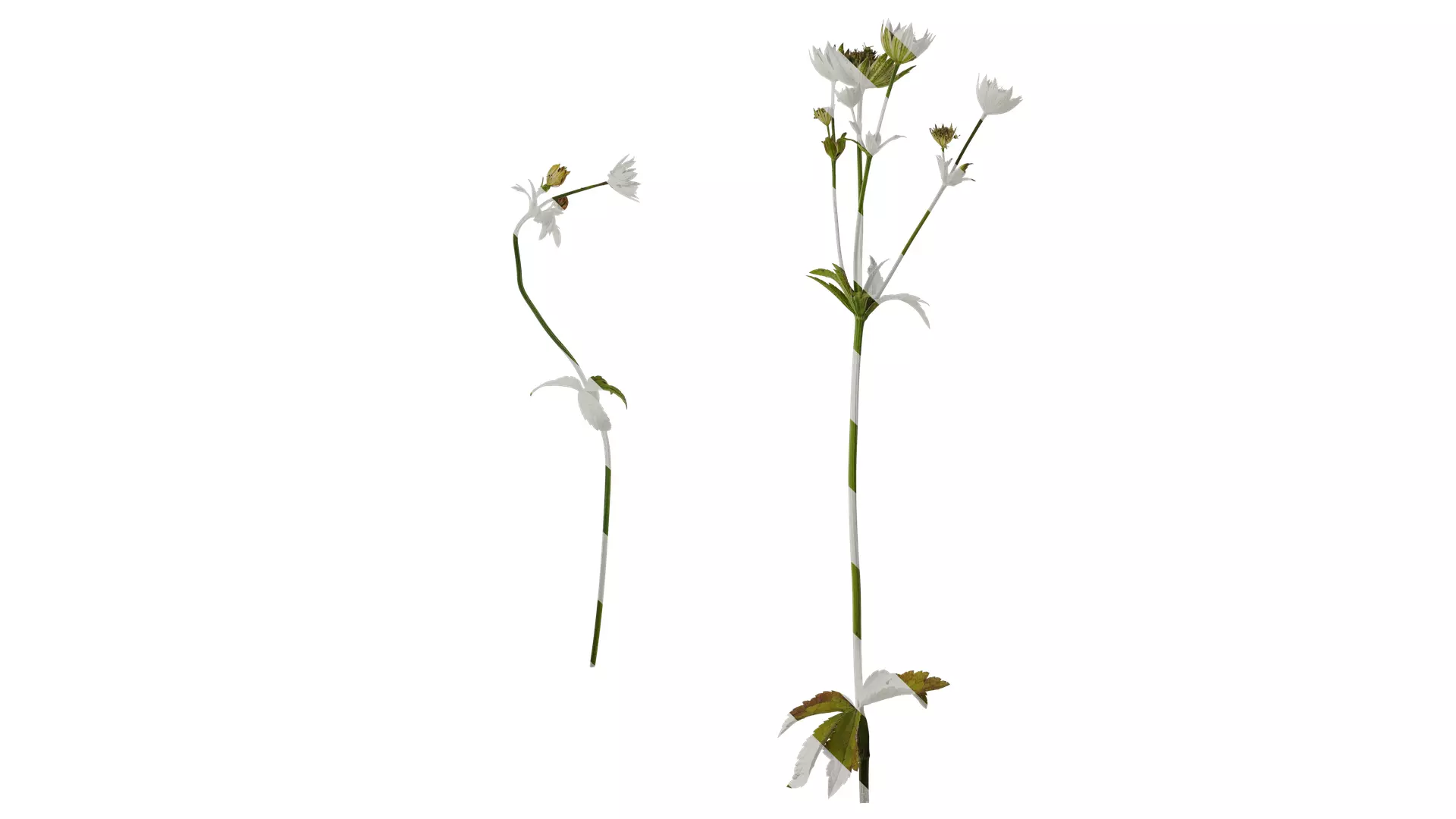 Anydrafts Astrantia major Atlas 01 Texture_0