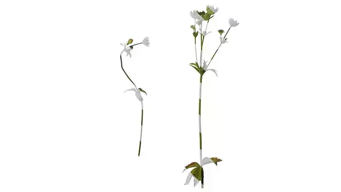 Anydrafts Astrantia major Atlas 01