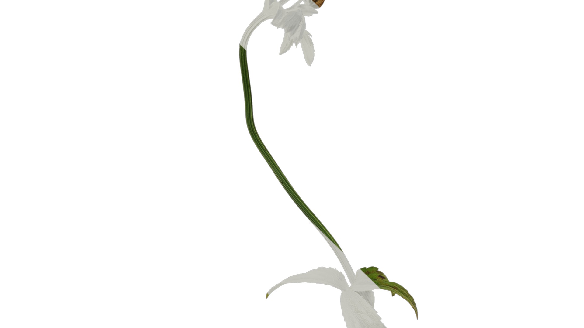 Anydrafts Astrantia major Atlas 01 Texture_3