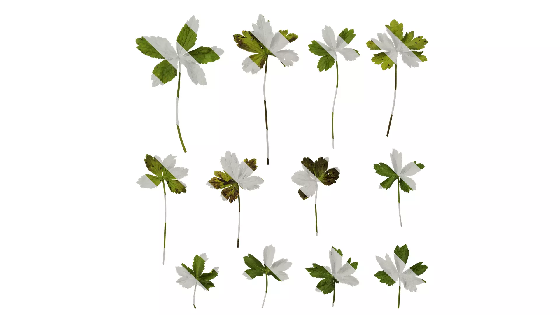 Anydrafts Astrantia major Leaf 01 Texture