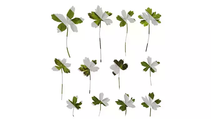 Anydrafts Astrantia major Leaf 01