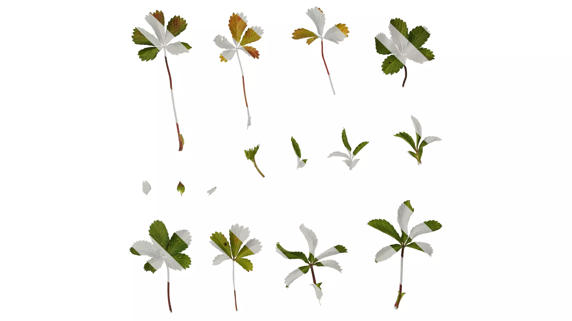 Anydrafts Astrantia major Leaf 02 Texture