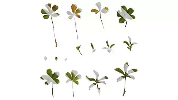 Anydrafts Astrantia major Leaf 02