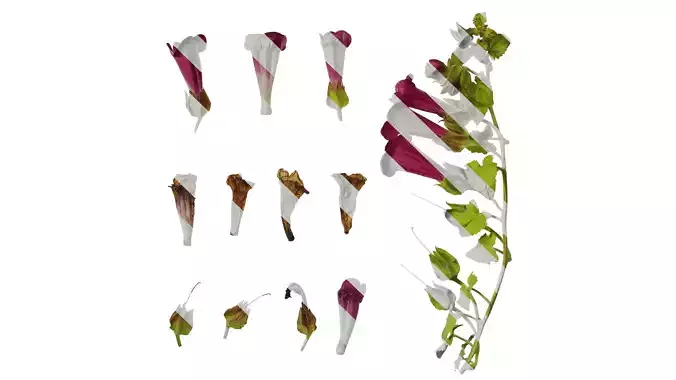 Anydrafts Azarina Atlas 01