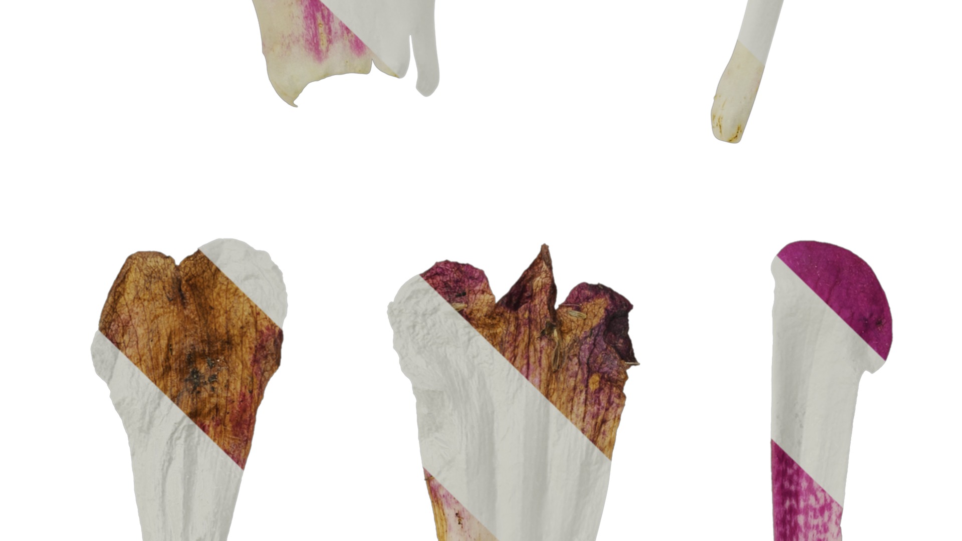 Anydrafts Azarina Flower 01 Texture_3