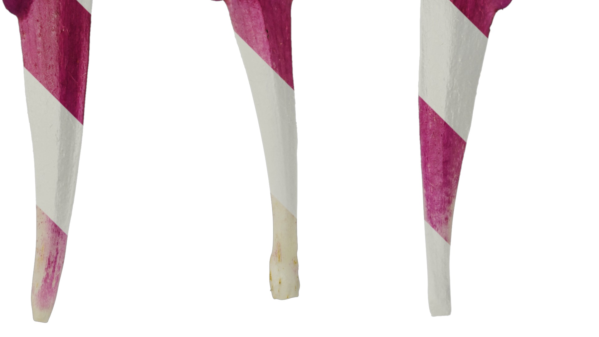 Anydrafts Azarina Flower 01 Texture_2