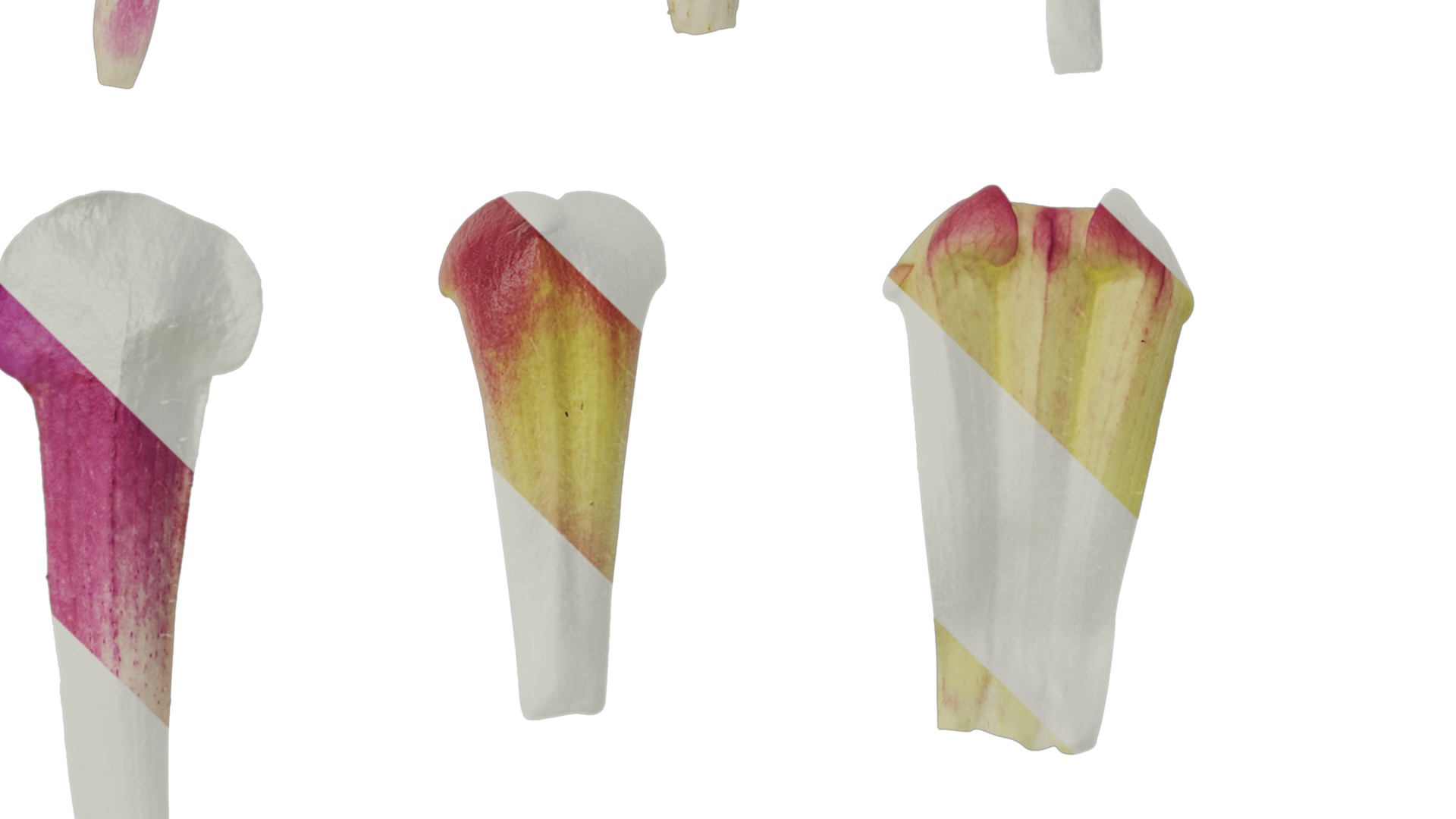 Anydrafts Azarina Flower 01 Texture_4