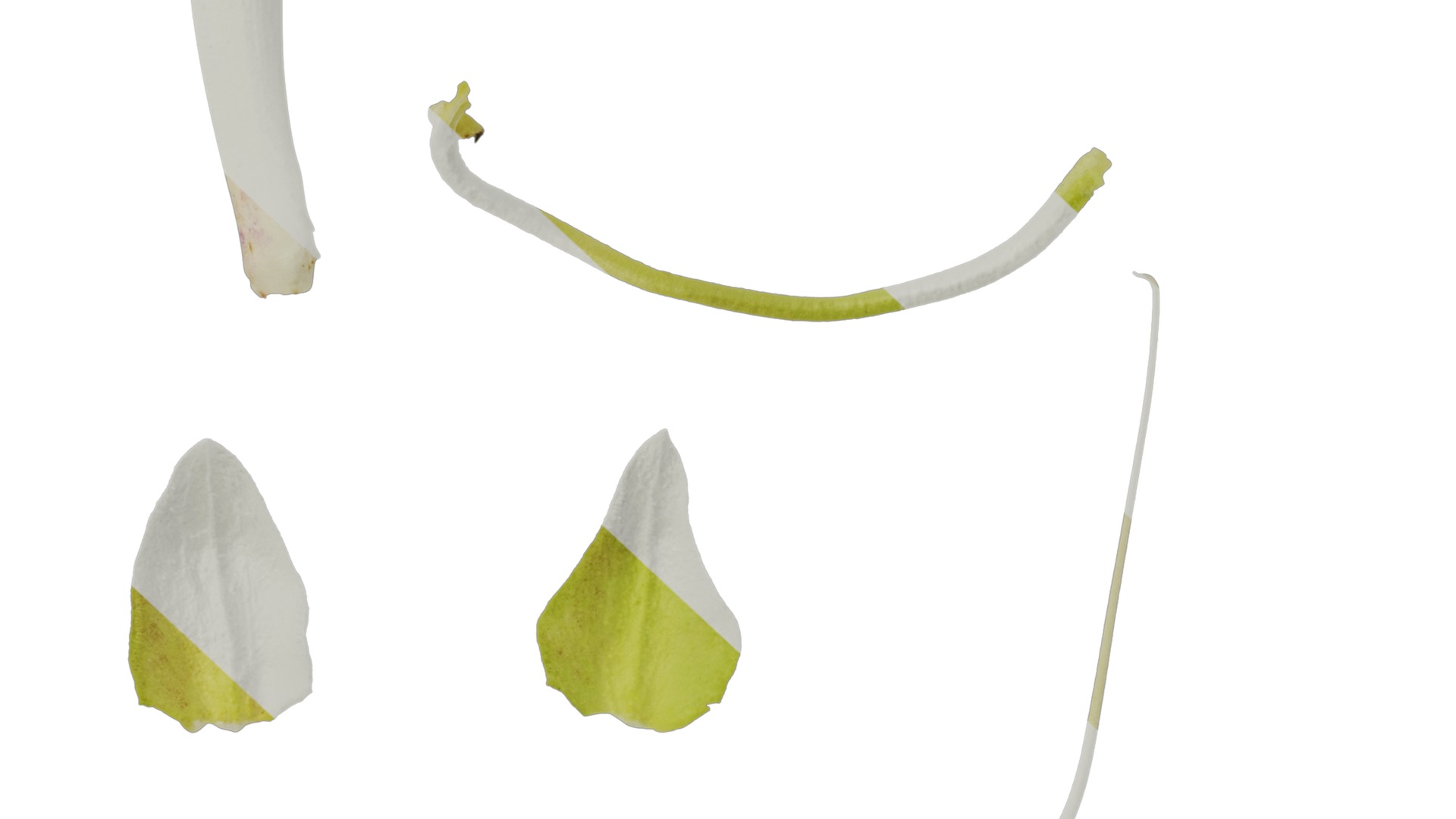 Anydrafts Azarina Flower 01 Texture_6