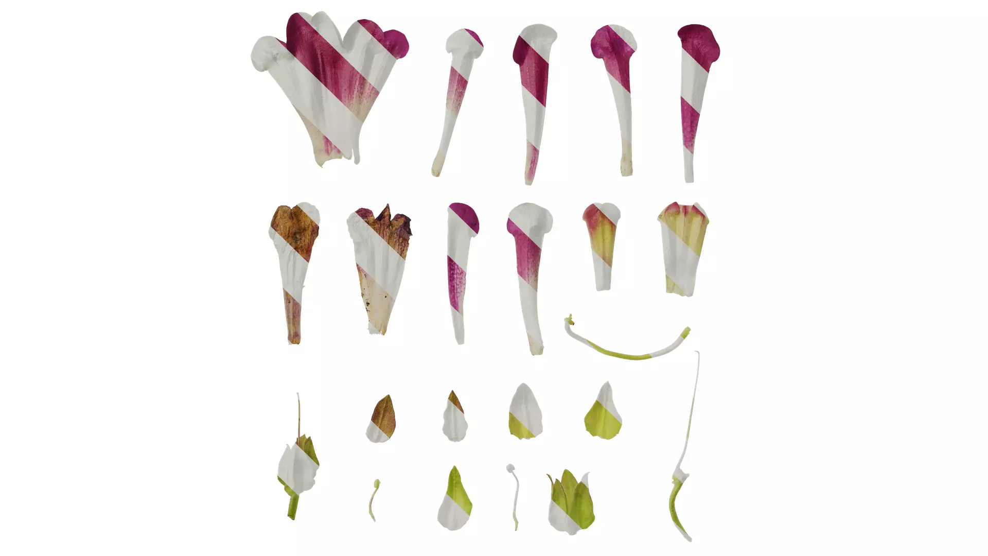 Anydrafts Azarina Flower 01 Texture_0