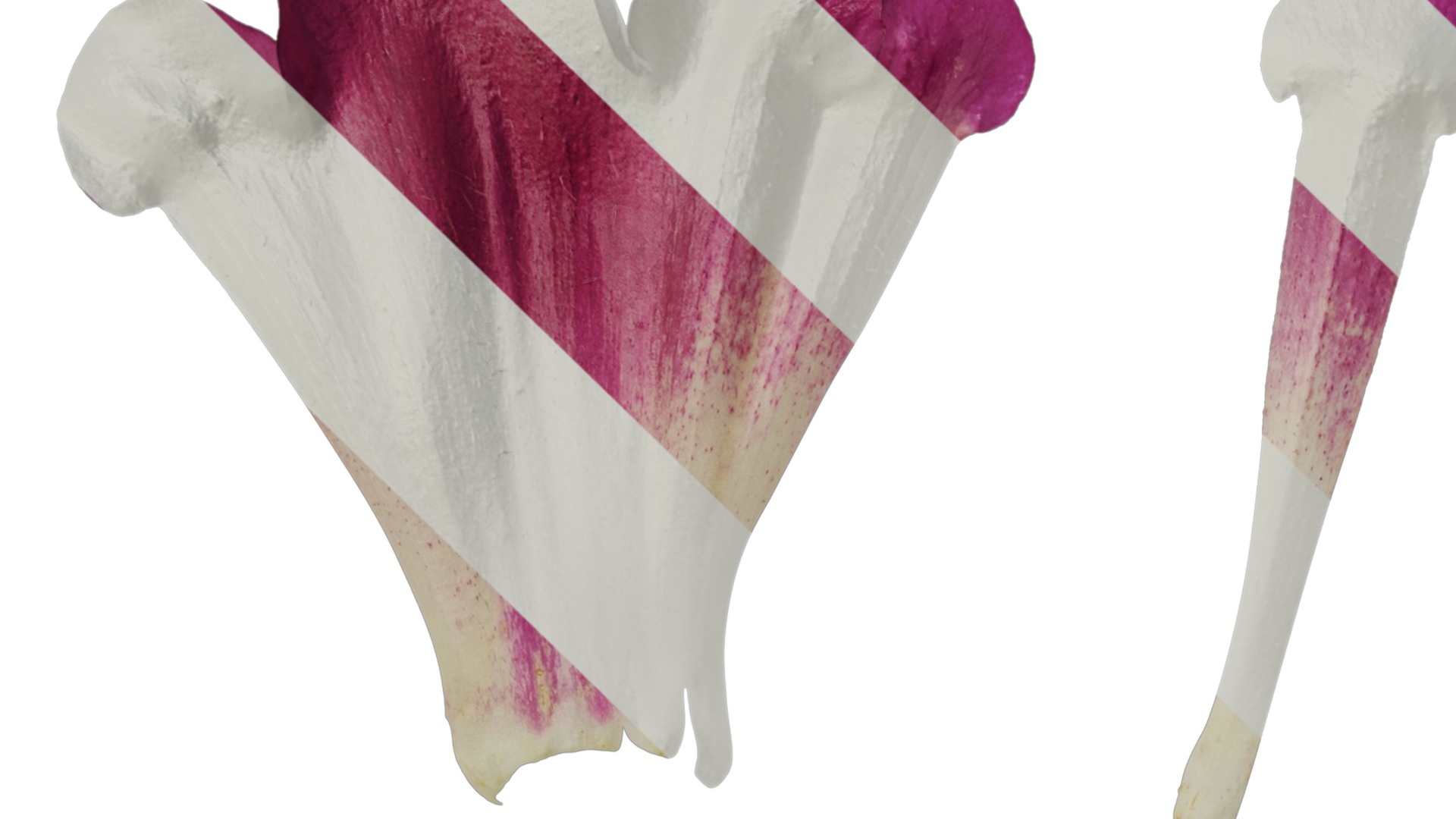 Anydrafts Azarina Flower 01 Texture_1