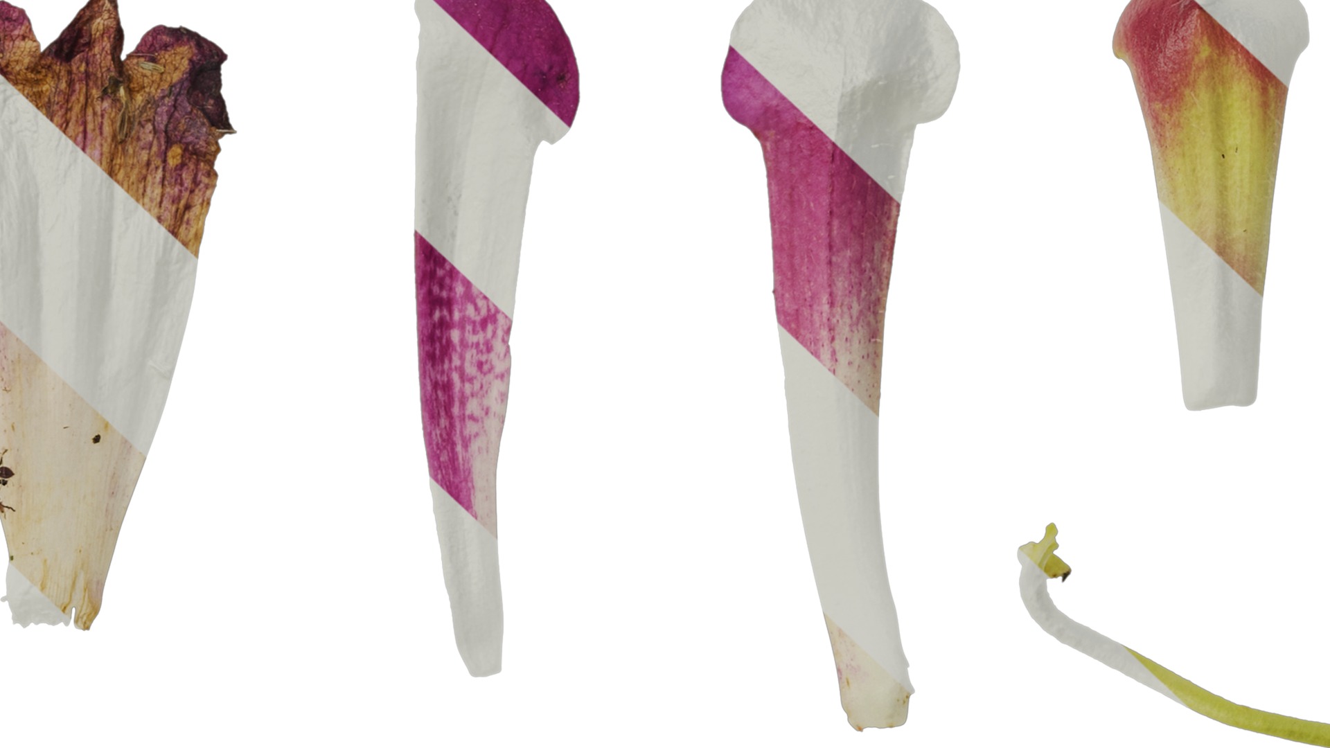 Anydrafts Azarina Flower 01 Texture_7