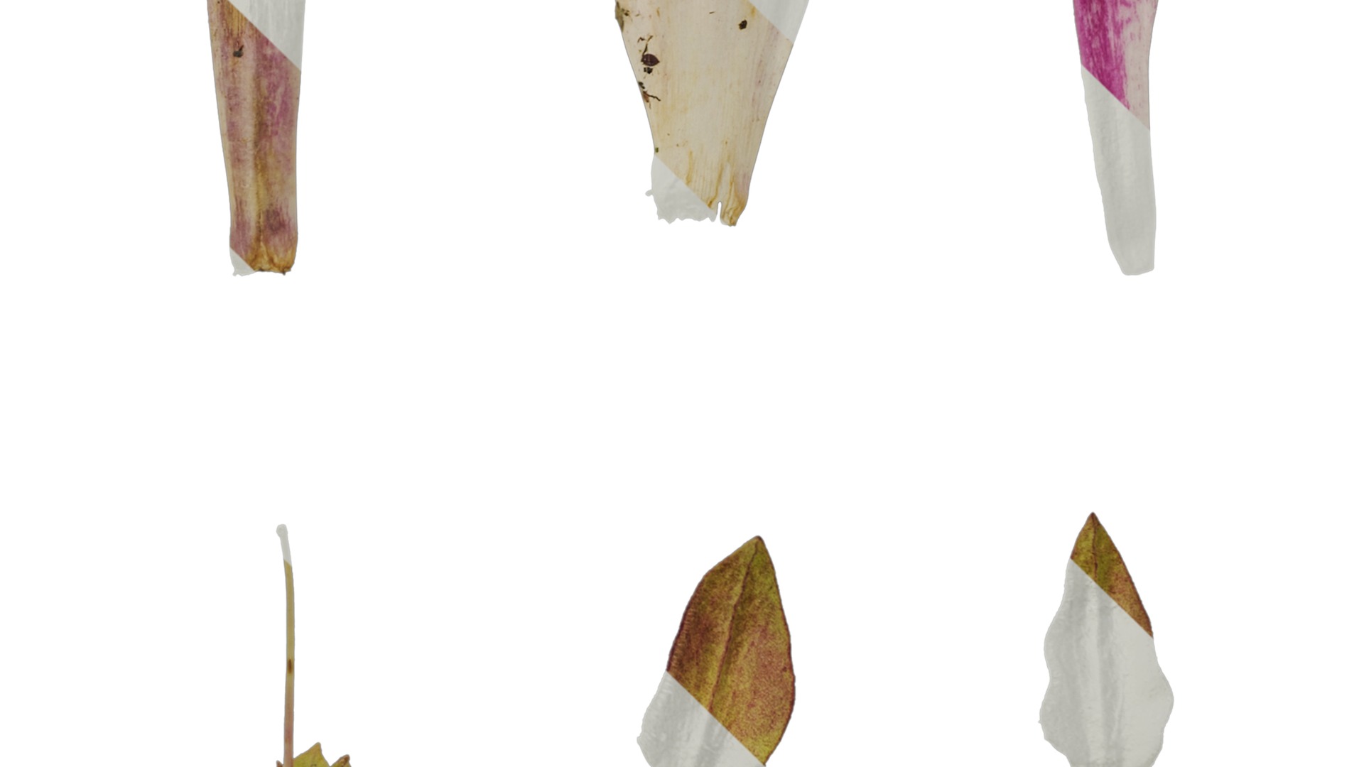 Anydrafts Azarina Flower 01 Texture_5