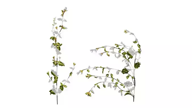 Anydrafts Bacopa diffusus Atlas 01