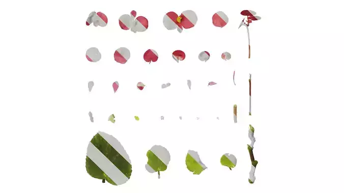 Anydrafts Begonia cucullata Atlas 03