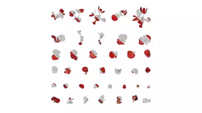 Anydrafts Begonia cucullata Flower 01