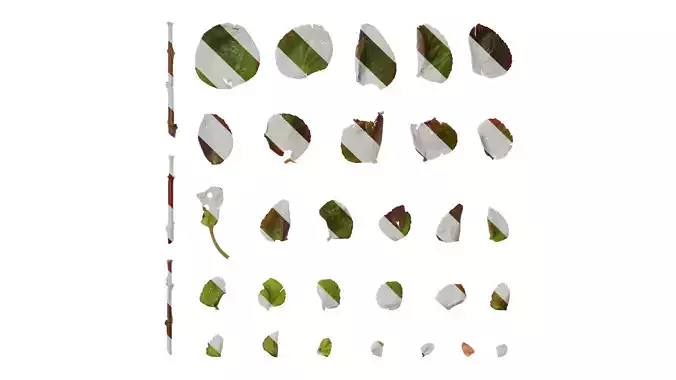 Anydrafts Begonia cucullata Leaf 01