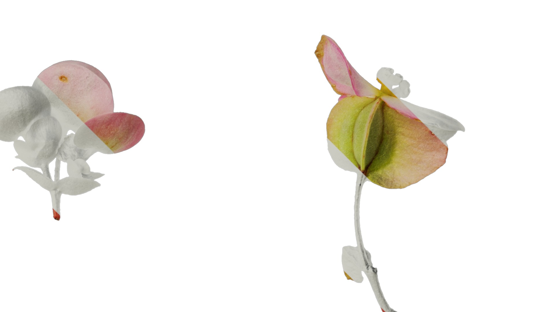 Anydrafts Begonia deco daddy Flower 01 Texture_2