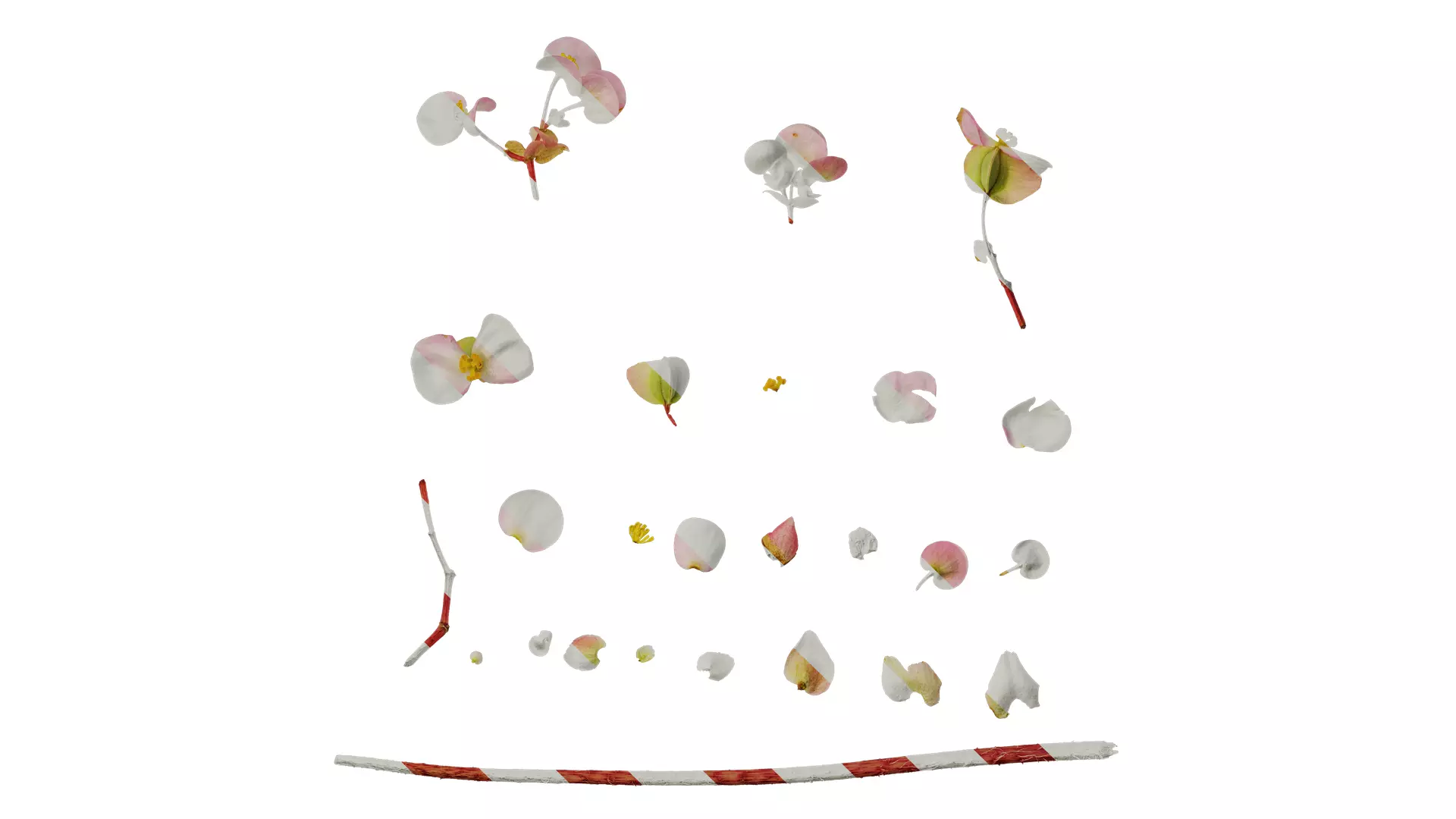 Anydrafts Begonia deco daddy Flower 01 Texture_0