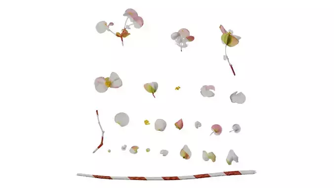 Anydrafts Begonia deco daddy Flower 01