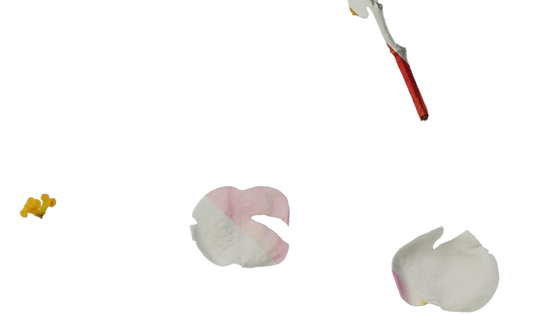 Anydrafts Begonia deco daddy Flower 01 Texture_4