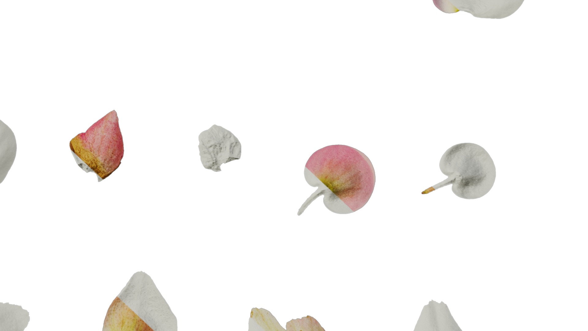 Anydrafts Begonia deco daddy Flower 01 Texture_6