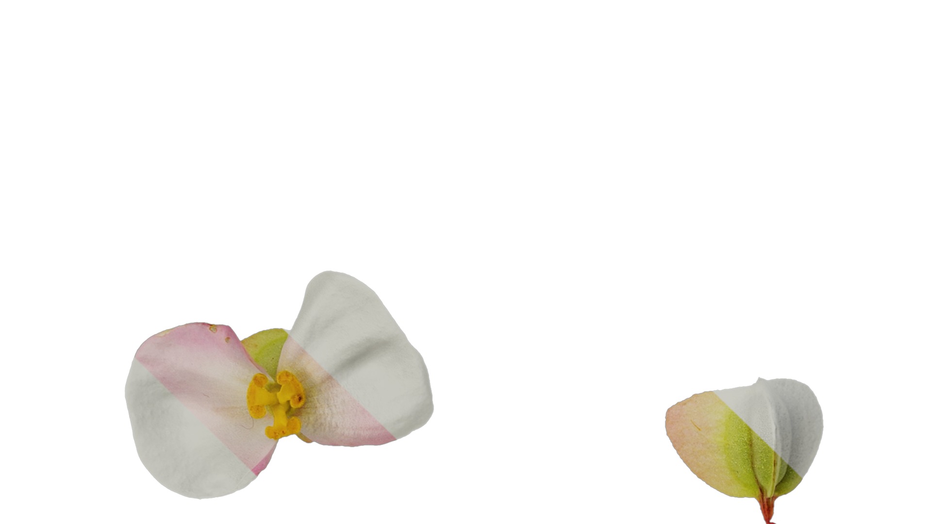 Anydrafts Begonia deco daddy Flower 01 Texture_3