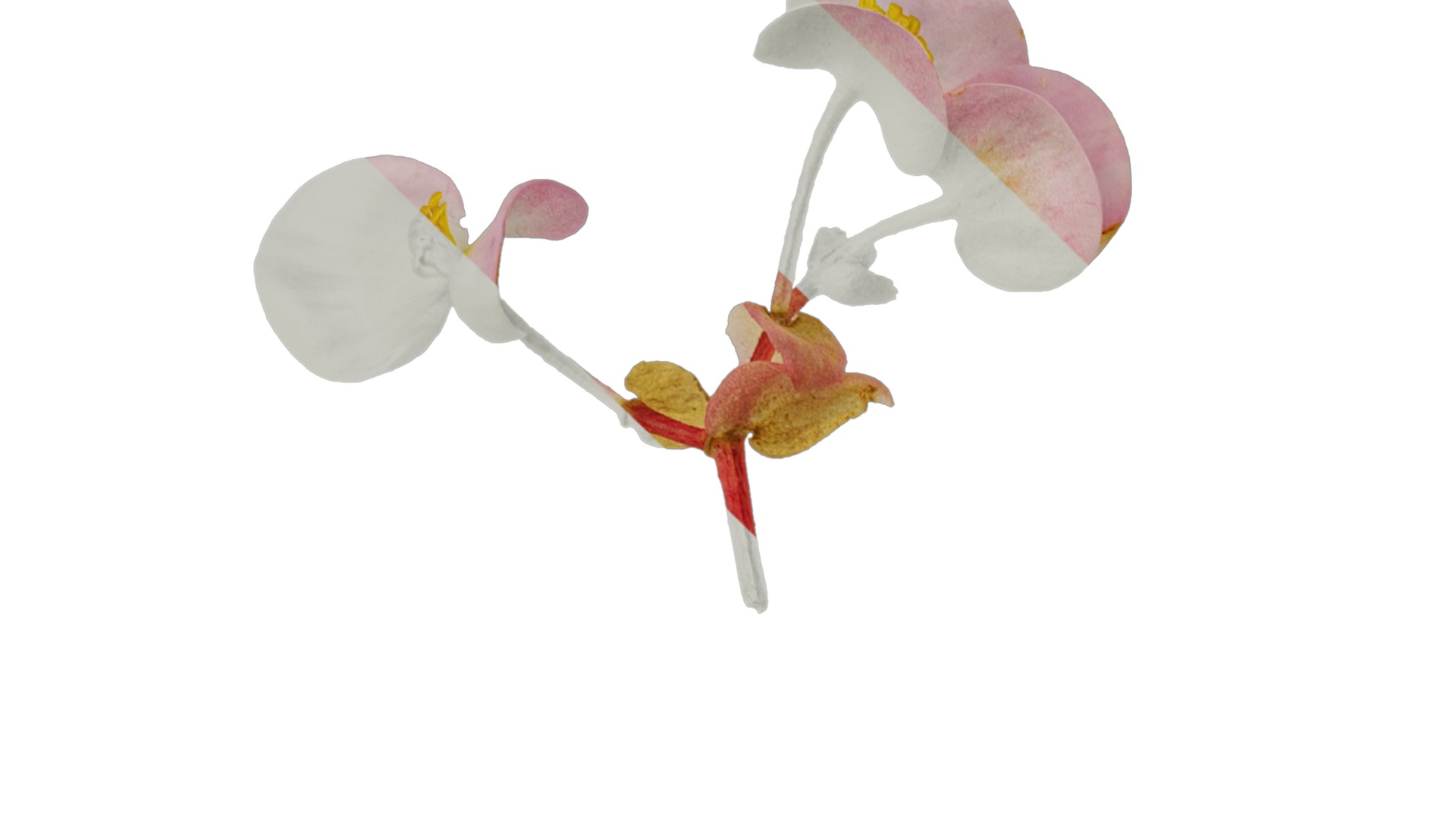 Anydrafts Begonia deco daddy Flower 01 Texture_1