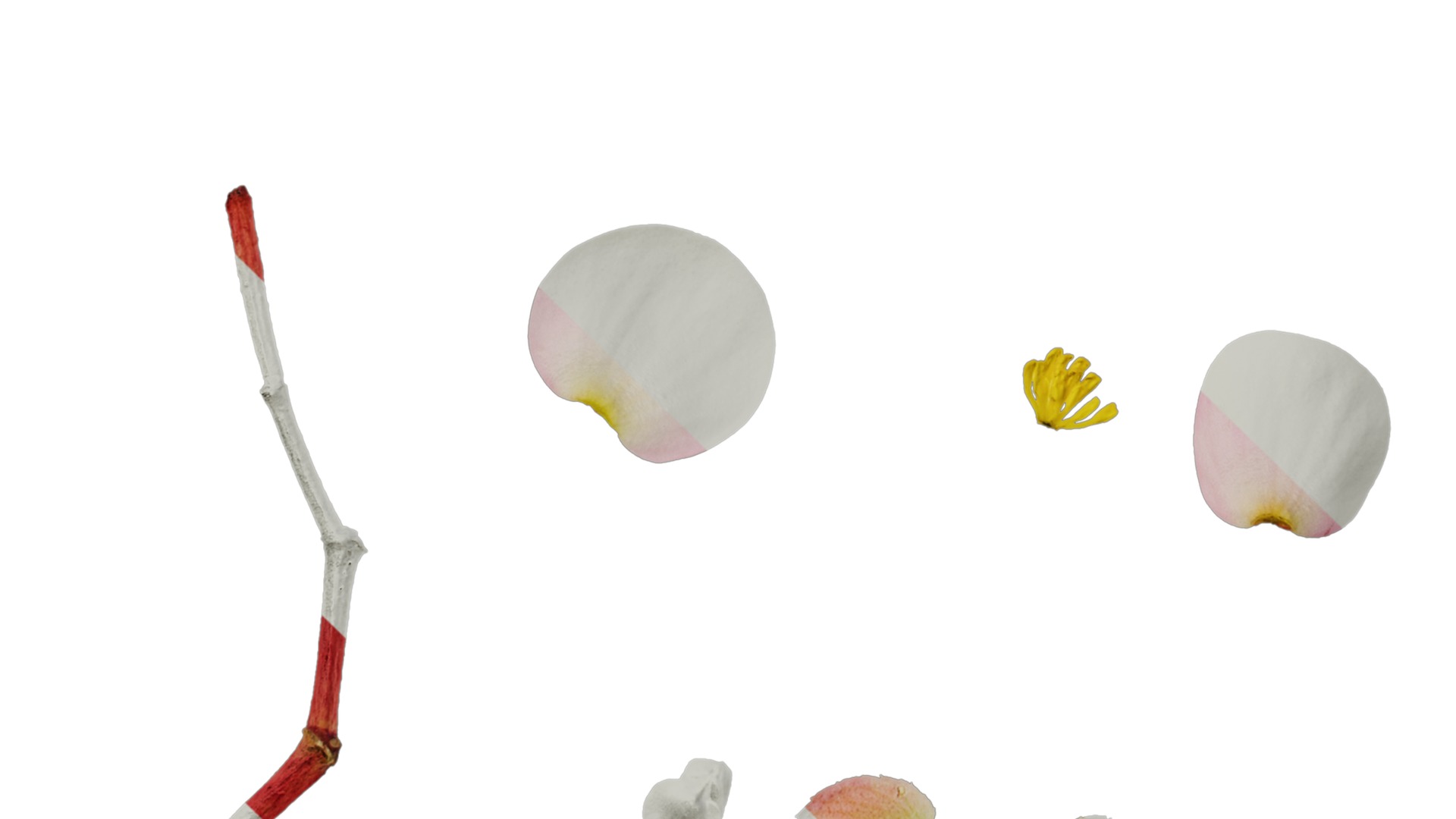 Anydrafts Begonia deco daddy Flower 01 Texture_5