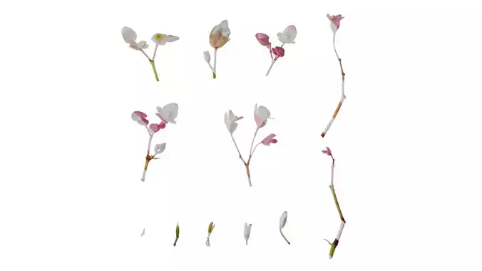 Anydrafts Begonia grandis Flower 01